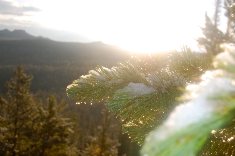 Fresh snow on a pine branch, with the rising sun promising to melt it away and make it feel more like July, dang it.