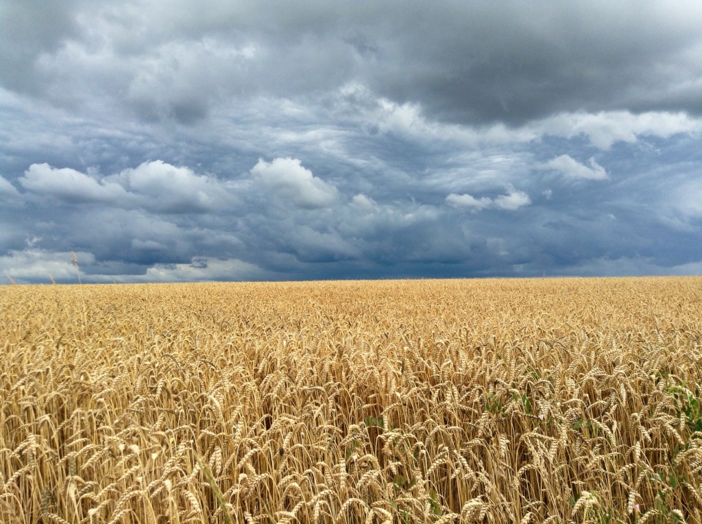 Gorgeous wheat fields under a stormy sky in my small village in Malberg. 